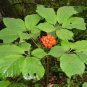 Asian Ginseng 5 Seeds Panax ginseng
