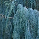 Kashmir Cypress Cupressus cashmeriana 100 Seeds