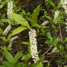 Virginia Sweetspire  20 Seeds  Itea virginica