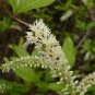 Virginia Sweetspire 20 Seeds Itea virginica