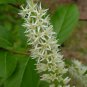 Virginia Sweetspire 20 Seeds Itea virginica