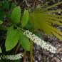Virginia Sweetspire 20 Seeds Itea virginica