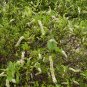 Virginia Sweetspire 20 Seeds Itea virginica