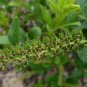 Virginia Sweetspire 20 Seeds Itea virginica