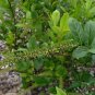 Virginia Sweetspire 20 Seeds Itea virginica