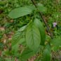 Virginia Sweetspire 20 Seeds Itea virginica