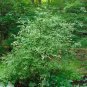 Virginia Sweetspire 20 Seeds Itea virginica