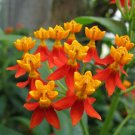 Tropical Milkweed Asclepias curassavica 100 Seeds Tropical Milkweed Asclepias curassavica 100 Seeds