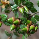 Coast Live Oak 5 Seeds Quercus agrifolia Coast Live Oak 5 Seeds Quercus agrifolia