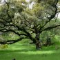 Coast Live Oak 5 Seeds Quercus agrifolia