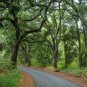 Coast Live Oak 5 Seeds Quercus agrifolia