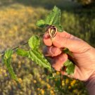 Cory’s Dutchman's Pipe  5 Seeds  Aristolochia coryi