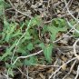 Cory&acirc;��s Dutchman's Pipe  5 Seeds  Aristolochia coryi