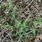 Cory&acirc;��s Dutchman's Pipe  5 Seeds  Aristolochia coryi