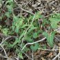 Cory&acirc;��s Dutchman's Pipe  5 Seeds  Aristolochia coryi