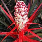 Wild Pineapple Heart of Flame Bromelia pinguin 10 Seeds