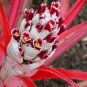 Wild Pineapple Heart of Flame Bromelia pinguin 10 Seeds
