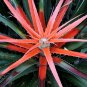 Wild Pineapple Heart of Flame Bromelia pinguin 10 Seeds