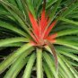 Wild Pineapple Heart of Flame Bromelia pinguin 10 Seeds