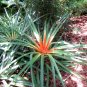 Wild Pineapple Heart of Flame Bromelia pinguin 10 Seeds