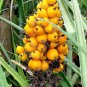 Wild Pineapple Heart of Flame Bromelia pinguin 10 Seeds