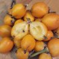 Wild Pineapple Heart of Flame Bromelia pinguin 10 Seeds