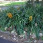 Wild Pineapple Heart of Flame Bromelia pinguin 10 Seeds