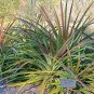 Wild Pineapple Heart of Flame Bromelia pinguin 10 Seeds