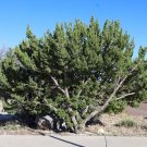 One-Seeded Juniper Juniperus monosperma 100 Seeds One-Seeded Juniper Juniperus monosperma 100 Seeds
