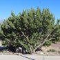 One-Seeded Juniper Juniperus monosperma 100 Seeds