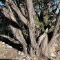 One-Seeded Juniper Juniperus monosperma 100 Seeds