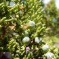 One-Seeded Juniper Juniperus monosperma 100 Seeds