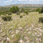 One-Seeded Juniper Juniperus monosperma 100 Seeds