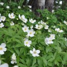 Canada Anemone 100 Seeds Anemone canadensis Canada Anemone 100 Seeds Anemone canadensis