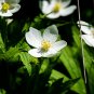 Canada Anemone 100 Seeds Anemone canadensis