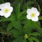 Canada Anemone 100 Seeds Anemone canadensis