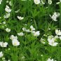 Canada Anemone 100 Seeds Anemone canadensis