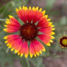 Indian Blanket 500 Seeds Gaillardia pulchella Indian Blanket 500 Seeds Gaillardia pulchella