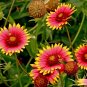 Indian Blanket  500 Seeds  Gaillardia pulchella