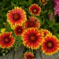 Indian Blanket  500 Seeds  Gaillardia pulchella