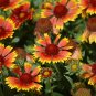 Indian Blanket  500 Seeds  Gaillardia pulchella