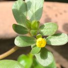 Purslane Portulaca oleracea 100 Seeds Purslane Portulaca oleracea 100 Seeds