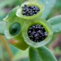 Purslane Portulaca oleracea 100 Seeds