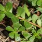 Purslane Portulaca oleracea 100 Seeds