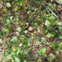 Purslane Portulaca oleracea 100 Seeds