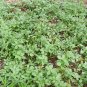 Purslane Portulaca oleracea 100 Seeds