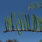 Pond Cypress  Taxodium ascendens  20 Seeds