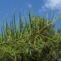 Pond Cypress Taxodium ascendens 20 Seeds
