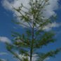 Pond Cypress Taxodium ascendens 20 Seeds