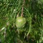 Pond Cypress Taxodium ascendens 20 Seeds